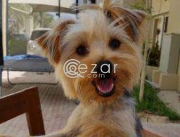 Yorkshire Terrier brought from France in Qatar