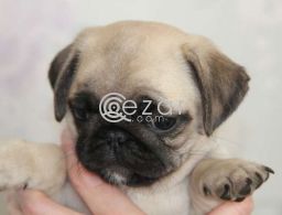 Beautiful Pug Puppies available now in Qatar