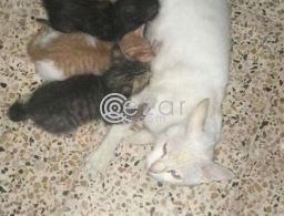 Kittens and mother cat in Qatar