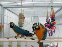 Playful Green Wing Macaw Parrots Available For Sale in Qatar