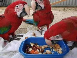 Scarlet Macaw Parrots Available For Sale in Qatar