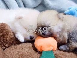 Pomeranian Puppies For Sale! in Qatar