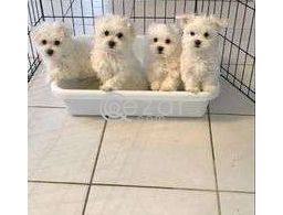Maltese for  adoption in Qatar