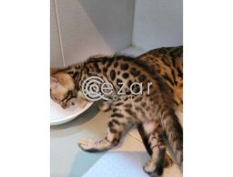 Bengal kitten for adoption in Qatar