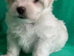 Outstanding Male and Female Maltese Puppies in Qatar