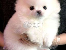 Pomeranian puppy for adoption in Qatar