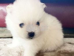 Pomerania Puppies for adoption in Qatar