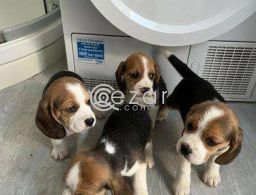 Lovely Beagle Puppies. in Qatar