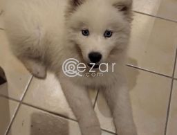 Samoyed Husky for Sale in Qatar