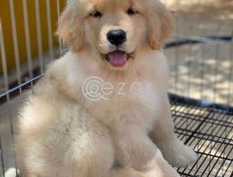 Golden retriever in Qatar