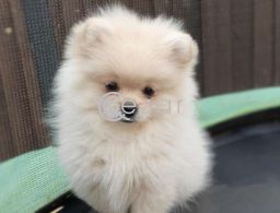 2 Beautiful Pomerania Kc Registered Ready in Qatar