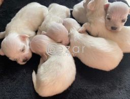 Beautiful Maltese Puppies For Sale in Qatar