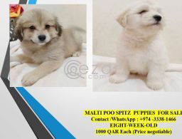 MALTI POO SPITZ  PUPPIES in Qatar