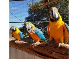 Yellow and  Green Wing Macaw Parrots Available For Sale in Qatar