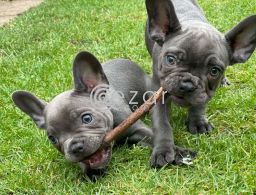 French Bulldog Puppies for sale in Qatar