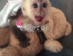 Capuchin, marmoset, squirrel and spider monkeys for sale in Qatar