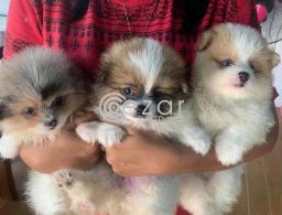 Pomeranian puppy for adoption in Qatar