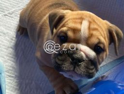 English Bulldog Puppies for sale in Qatar