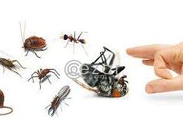 Pest Control Service Qatar in Qatar