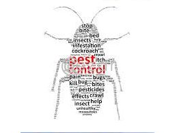 Pest Control And Cleaning Service In Qatar in Qatar