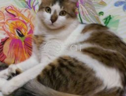 Cat for FREE Adoption! in Qatar