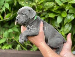 STAFFORDSHIRE BULL TERRIERS PUPPIES FOR SALE. in Qatar