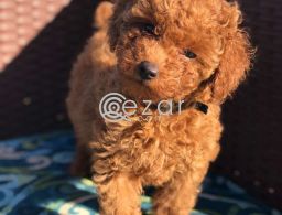 Teacup poodle puppies for adoption in Qatar