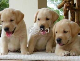 Labrador Retriever Puppies for Rehoming in Qatar