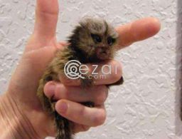 Finger raised Marmoset Monkeys available in Qatar