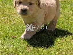 9 Beautiful Golden Retriever Only 4 Left! in Qatar