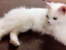 White Feline Cat for sale in Qatar