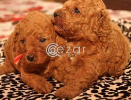 Poodle Puppies available in Qatar