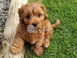 poodle puppies for good and loving home in Qatar