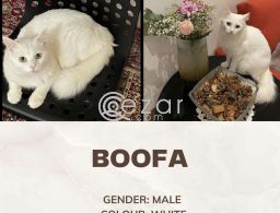 Turkish Persian Cat for 0 QAR in Qatar