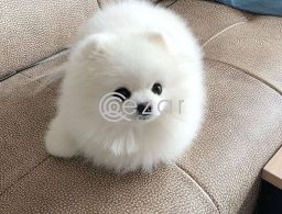 Pominerian puppy for rehoming in Qatar