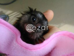 Beautiful Marmoset Monkey for sale in Qatar