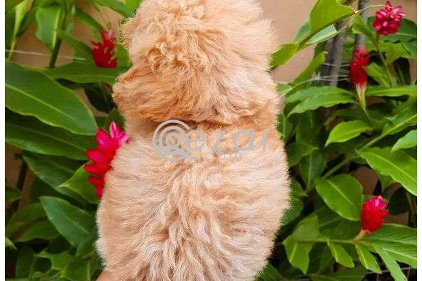 Poodle Puppies for new family photo 1