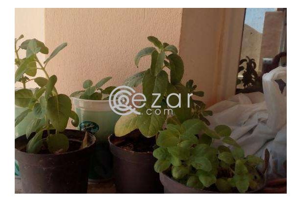 Holy basil tulsi plants a gift photo 2
