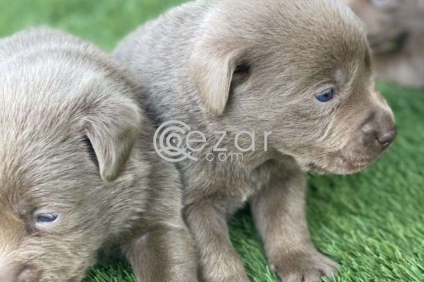 Labrador Puppies for sale photo 1