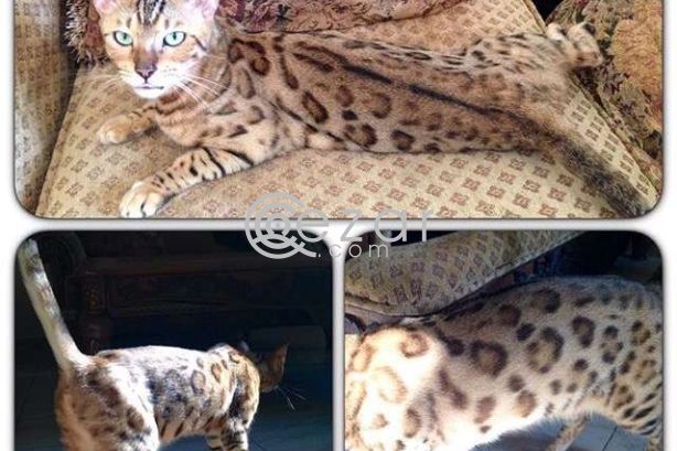 Bengal cat female photo 1