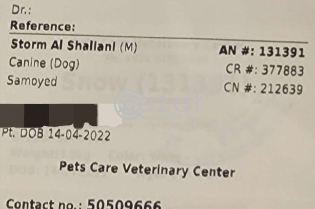 Samoyed Husky for Sale photo 6