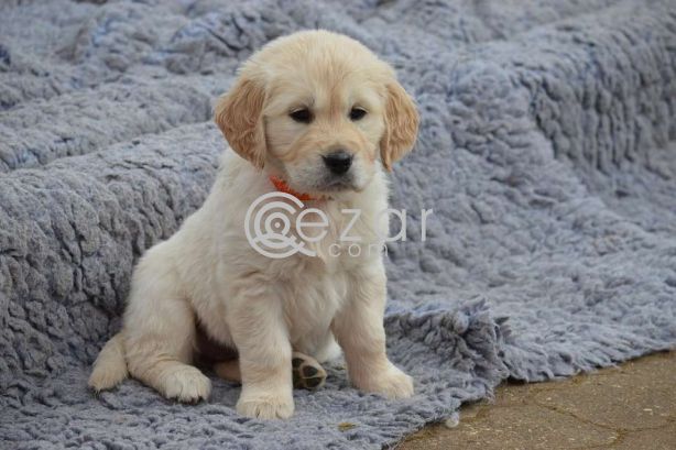 Lovely Golden Retriever Pups For Sale photo 1