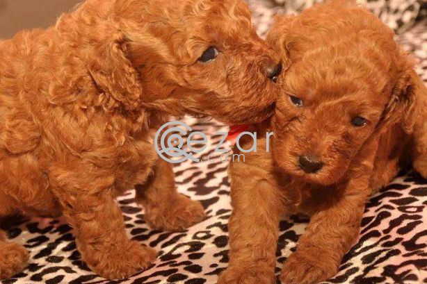 Poodle Puppies available photo 5