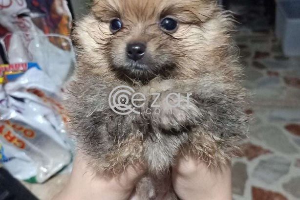 Pomeranian puppy for adoption photo 2