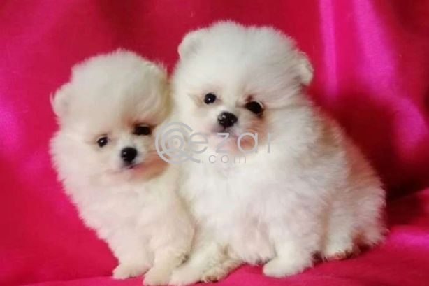 2 Beautiful Pomerania Kc Registered Ready photo 2