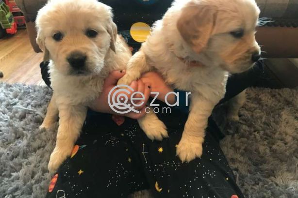 Cute Golden Retriever Puppies. photo 2