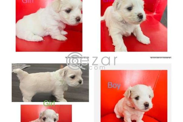 Maltese Puppies avilable for a New Home photo 2