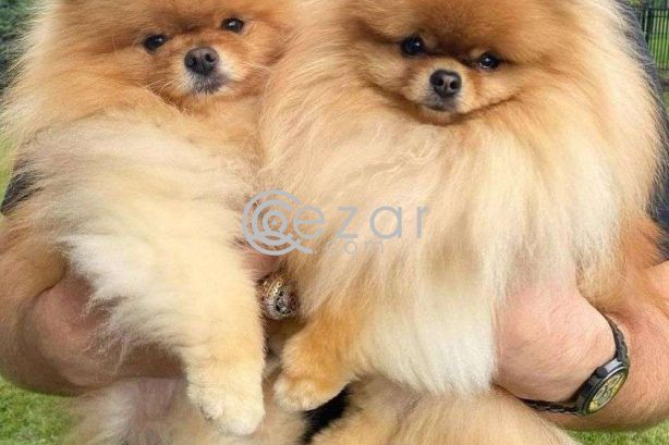 Adorable Pomeranian puppies looking for a good and caring home. photo 1