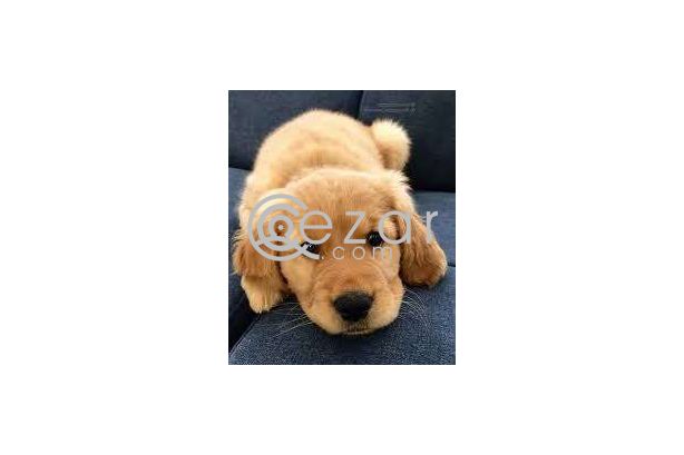 Golden retriever male puppy photo 2