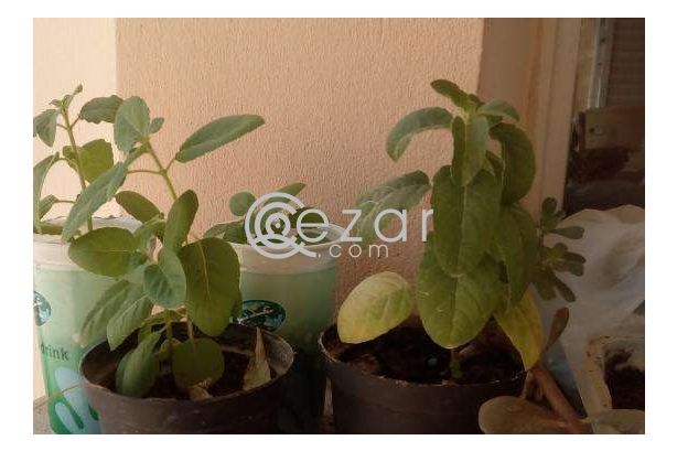 Holy basil tulsi plants a gift photo 1